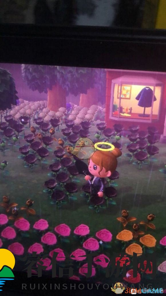 探秘《动物森友会》金玫瑰培育攻略