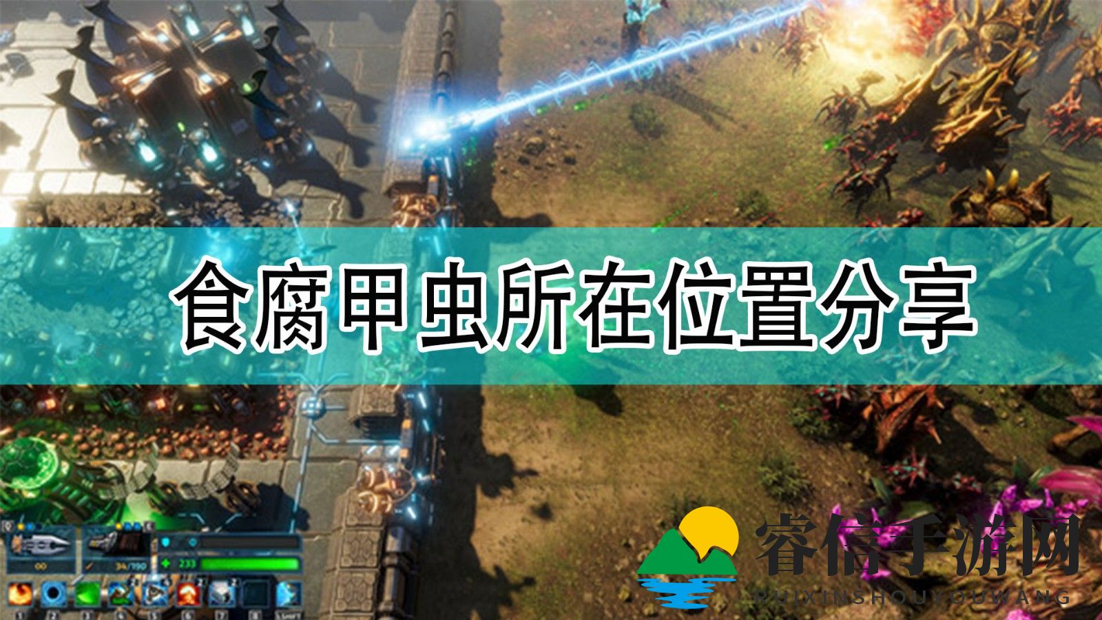 神秘食腐甲虫，探险者必看！