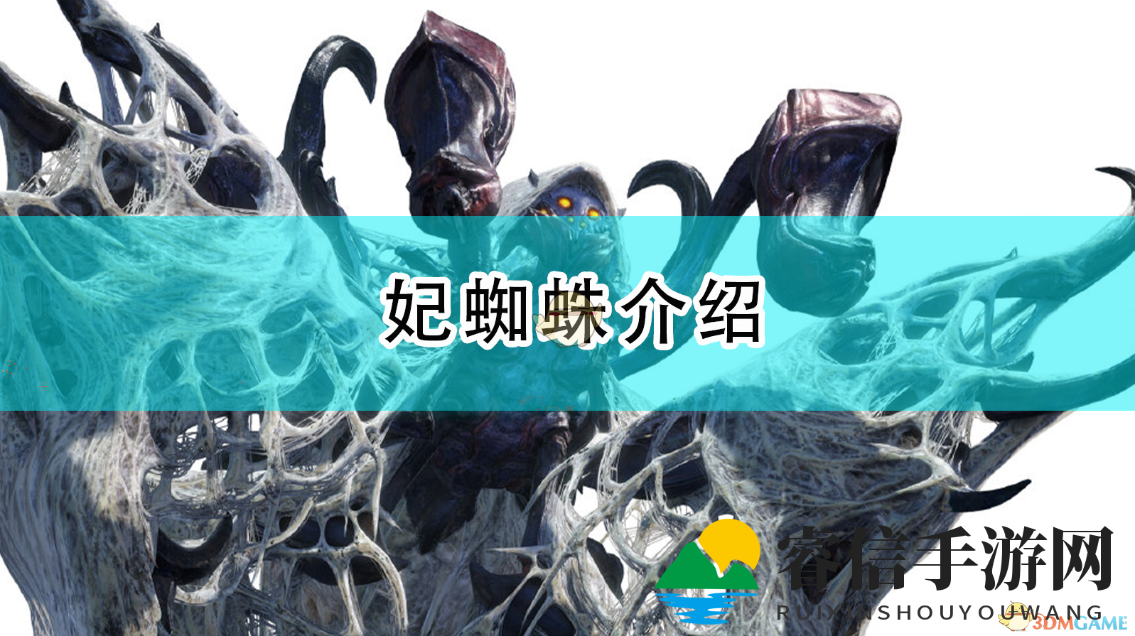 神秘妃蜘蛛，狩猎场上的白色挑战者