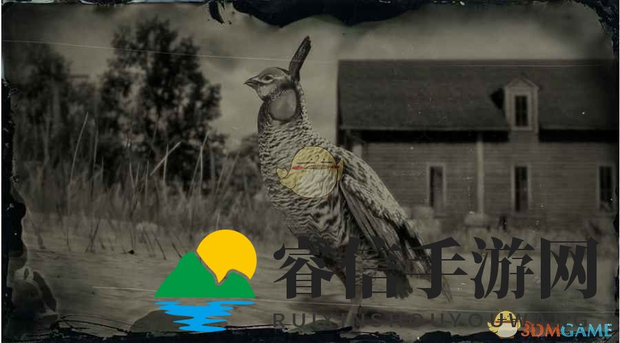 《荒野大镖客2》草原松鸡图鉴一览